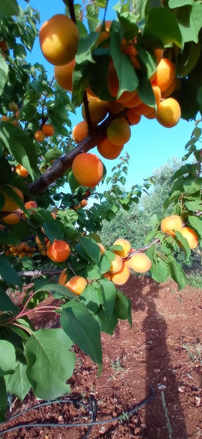 Tenuta Don Monaco - Agriturismo Санта Чезареа Терме Екстериор снимка